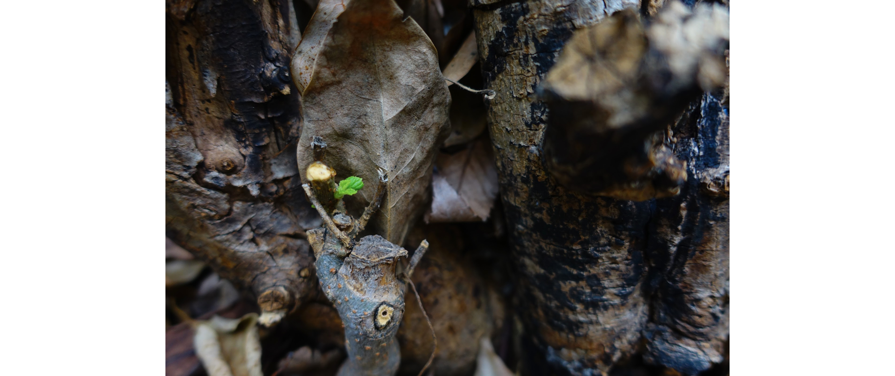 Leaf